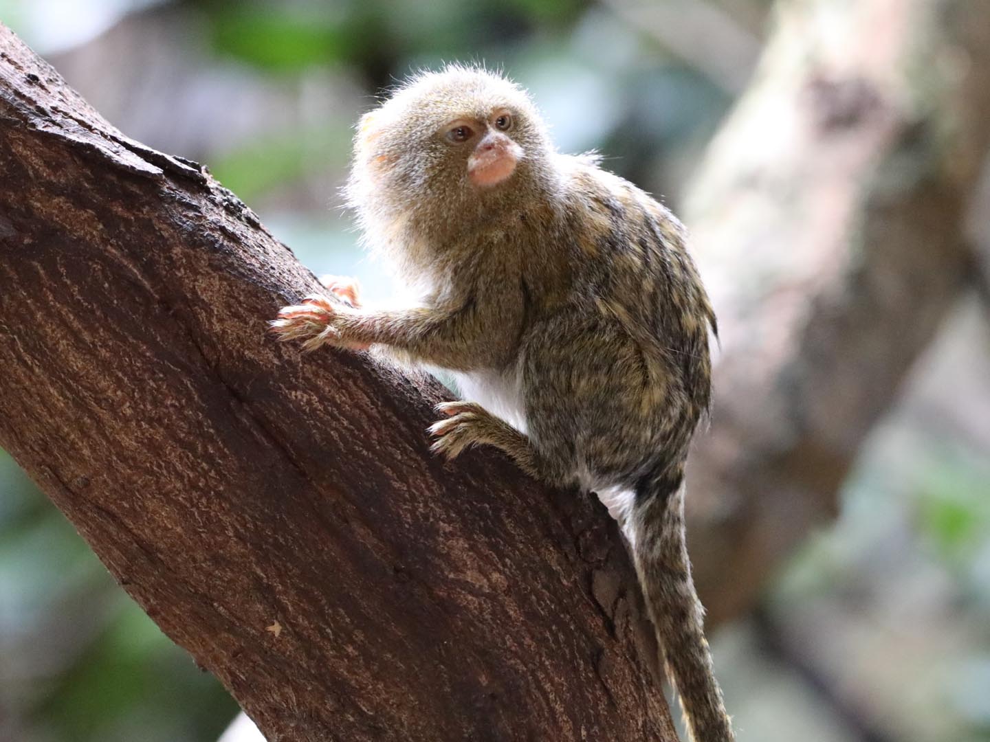 Eastern pygmy marmoset sitting on a branch in the sun Image: Amy Middleton 2023